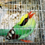 colorful_bird_big