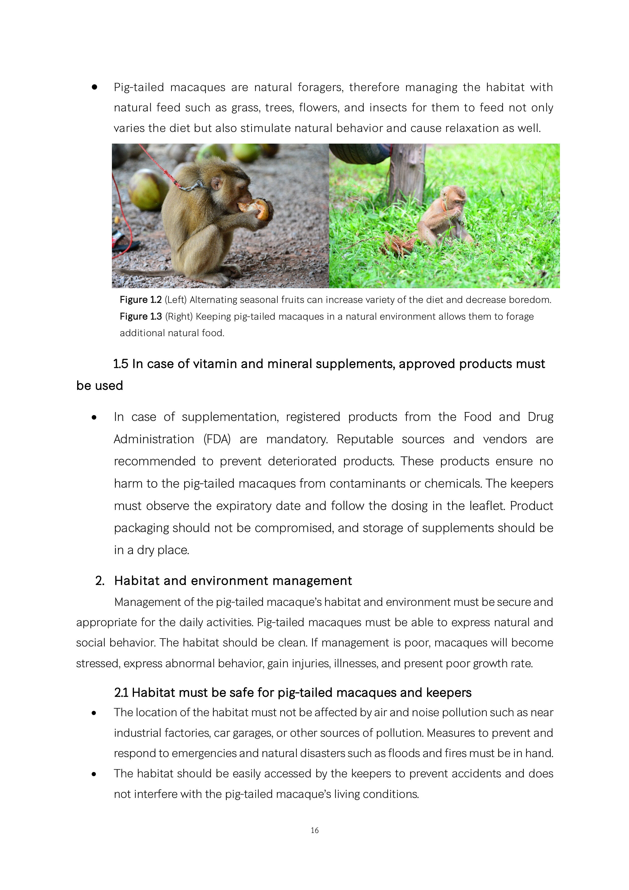 pig-tailed macaques ENG_018