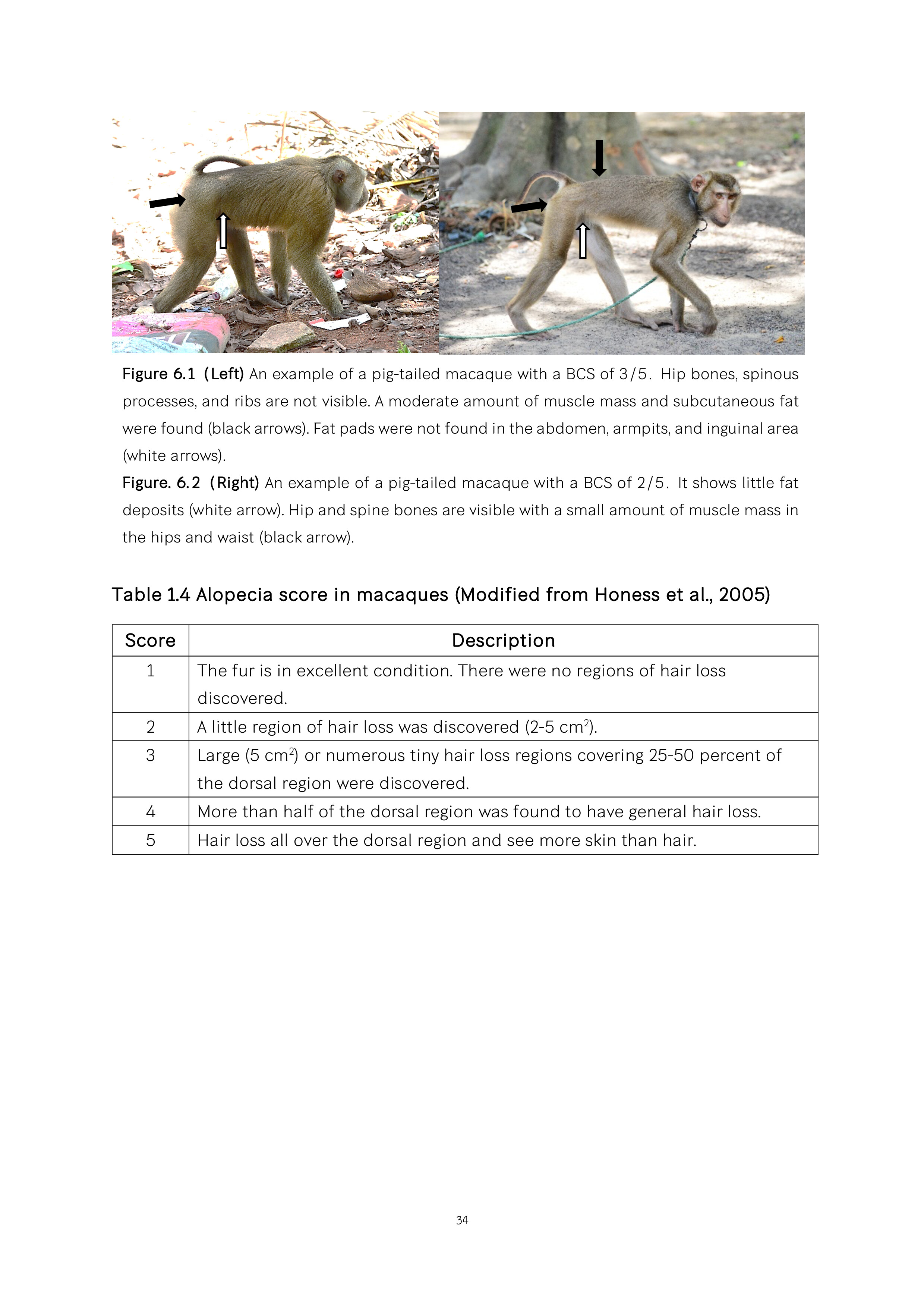 pig-tailed macaques ENG_036