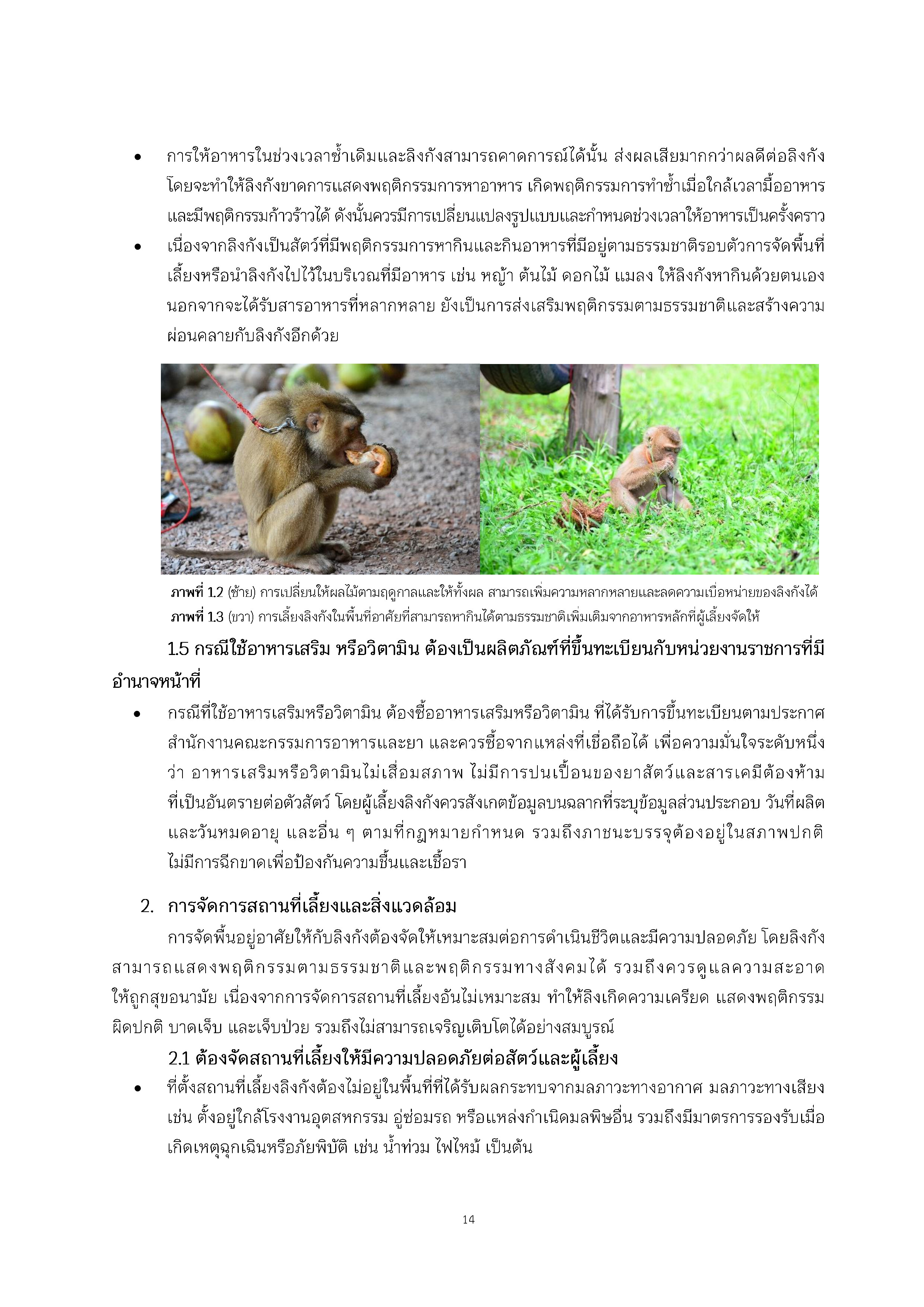 pig-tailed macaques thai_016